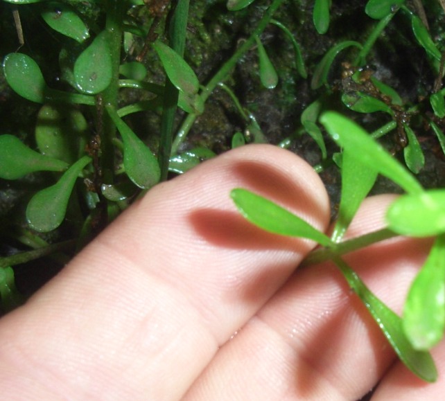nella faggeta - Sedum cepaea